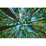 Albero di pino alto baldacchino alto dal pavimento della foresta filtro luce solare gigante sequoie natura foto puzzle in legno 1000 pezzi per adulti e ragazzi