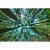 Albero di pino alto baldacchino alto dal pavimento della foresta filtro luce solare gigante sequoie natura foto puzzle in legno 1000 pezzi per adulti e ragazzi