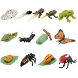 STOBOK 3 Set di Animali Figurine Farfalla Coccinella Rana Ciclo di Vita di Plastica Realistico Modello Insetto Giocattoli Giocattoli Educativi per I Bambini del Bambino del Bambino dei