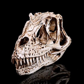 VOANZO Resina Angolo di Drago Nasale Dinosauro Cranio Modello Replica Dinosauro Dente Teschio Fossil Attrezzo per l\'insegnamento della fotografia Ornamento Casa