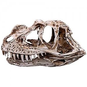 VOANZO Resina Angolo di Drago Nasale Dinosauro Cranio Modello Replica Dinosauro Dente Teschio Fossil Attrezzo per l'insegnamento della fotografia Ornamento Casa
