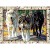 300 Pezzi Timberwolves Paesaggio Adulti Puzzle di Legno Giocattoli Regali per Foto Telaio di Famiglia