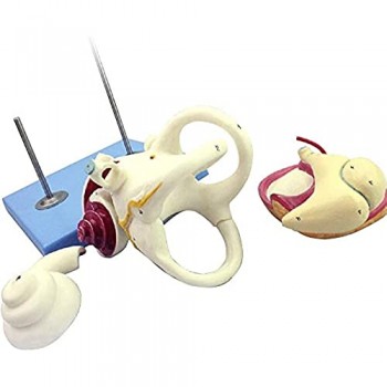 ALIANG Labirinto dell\'orecchio Interno Umano Modello cocleare con nervi e Labirinto con vestibolare per Il Modello didattico.