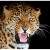 TYXL Puzzles Jigsaw Puzzle for Adulti 1000 Pezzi Wild Animals Prepotente Leopard Fai da Te Puzzle di Legno Kit Regalo for I Bambini 75x50cm Educativi Giochi E Giocattoli